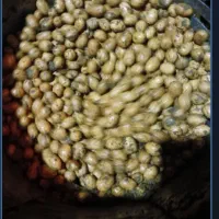 پوست کندن  گردو -بادام