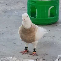 کبوتر طوقی|پرنده|خرمشهر, |دیوار