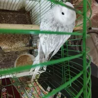 یک جفت عروس سرحال