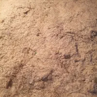 کاه سفید و سبز