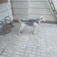 فروشی یا معاوضه