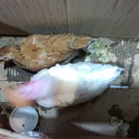 فروش جوجه چهار ماهه500000