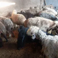 میش بره دار سالم جوان به شرط