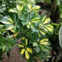 گل شفلرا  گلخانه ماه گل