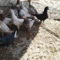 دسته دورگ|پرنده|خرمشهر, |دیوار