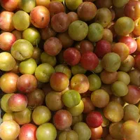 گوجه سبز شیرین و ملس