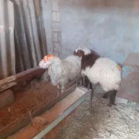 بره نر