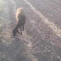 بره ماده