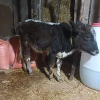 لیشه محلی جنگل رو ۷ماهه