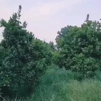 فروش باغ مرکبات داخل بافت مسکونی