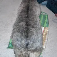 فروش خیگ باکم ترین قیمت|ظروف نگهدارنده، پلاستیکی، یک‌بارمصرف|دهدشت, |دیوار