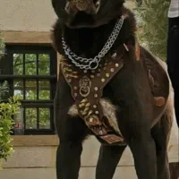 سگ سرابی اصیل اصیل|سگ|شیراز, حومه شیراز|دیوار