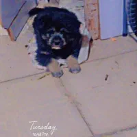 سگ پامر آشپیتز|سگ|بم, |دیوار