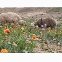 دو عدد شیشک با یه میش افشاری با کابر