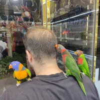 انواع طوطی لوری مولد و سخنگو