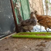 جوجه 45روزه گلین