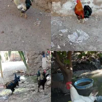 خروس