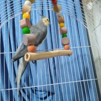 عروس هلندی|پرنده|الوند, |دیوار