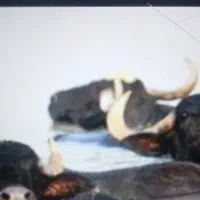 علوفه دام کاه کلش