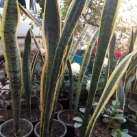 گلهای زیبای اپارتمانی|گل و گیاه طبیعی|مسجد سلیمان, |دیوار