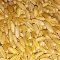 فروش گندم بذر