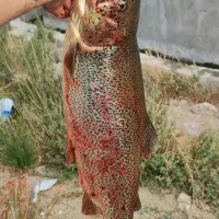 ماهی سالمون تازه تازه ب شرط صید روز