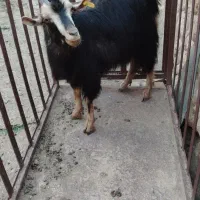 بز جوان و چاق مخصوص کشتار و داشت