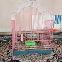 پرنده|پرنده|گرگان, |دیوار