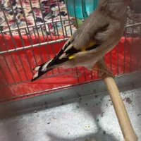 سلام دو عدد سهره نر یکی رسمی یکی دورگ|پرنده|پاکدشت, پاکدشت (مامازند)|دیوار