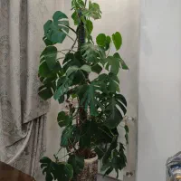 گل طبیعی برگ انجیری و پتوس