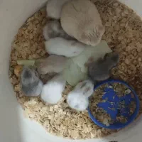 همستر های بازیگوش و سرحال|موش و خرگوش|رشت, یخسازی|دیوار