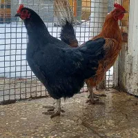 مرغ محلی دو عدد