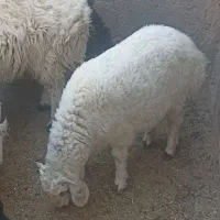 فروش بره ترکی نر و ماده