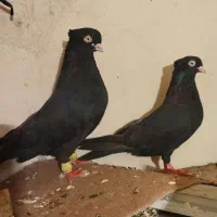 زاغ ابادانی