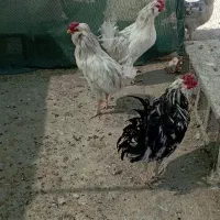 خروس گلین