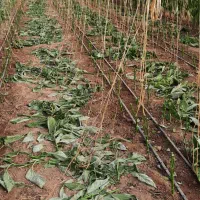 راهنمایی در مورد نیروی کار در گلخانه