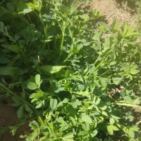 اسپست ،یونجه.علف