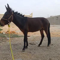 قاطرنرک‌3سال