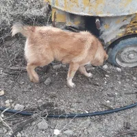 واگزاری توله نر