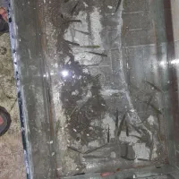 پچه ماهی کپور