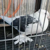 کبوتر کاکلی پاپر ماده