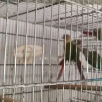 فروش یکجا سالن پرنده به همراه تجهیزات حرفه ایی|پرنده|چهاردانگه (تهران), |دیوار