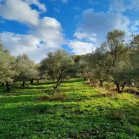 باغ زیتون 5000 متری سنددار صیاد شیرازی