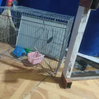 قفس پرنذه با زیر یخچالی|لوازم جانبی حیوانات|دهدشت, |دیوار