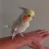 عروس هلندی|پرنده|شاهینشهر, گرگاب|دیوار