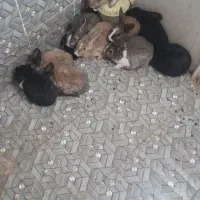 ۱۰ عدد خرگوش|موش و خرگوش|بیرجند, |دیوار