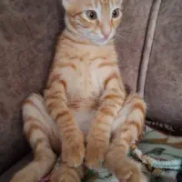 حیوان خانگی|گربه|رشت, سلیمانداراب|دیوار