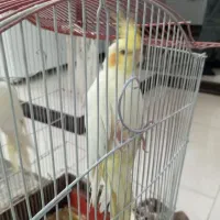 عروس هلندی