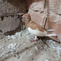 یهودی|پرنده|سبزوار, گلشن|دیوار
