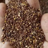 کنجد قهوه ای تمیز و بوجاری شده